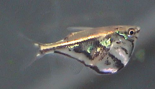 Marmorierter Beilbauchfisch