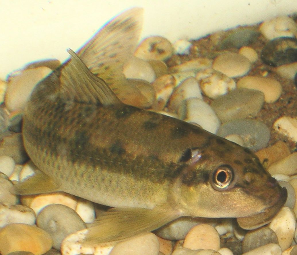 Siamesische Saugschmerle