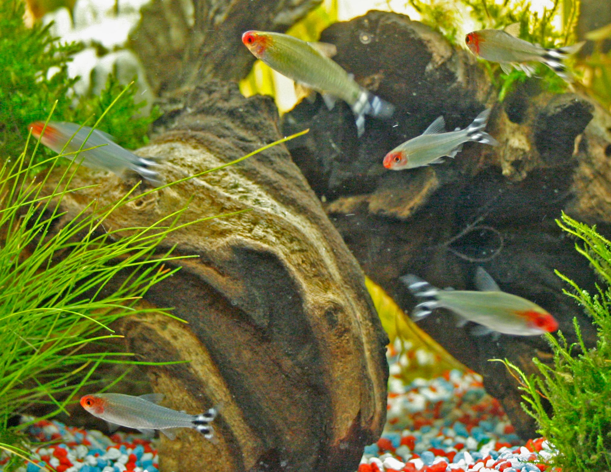Rotmaulsalmler