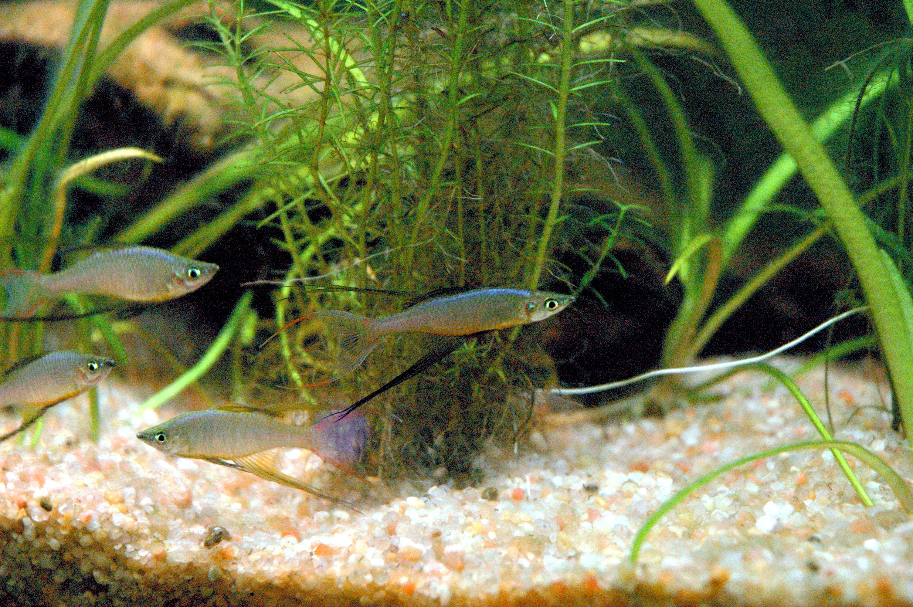 Prachtregenbogenfisch