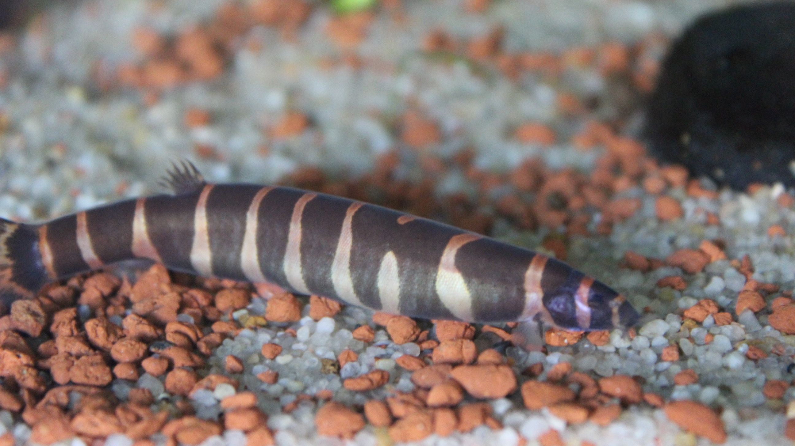 Geflecktes Dornauge