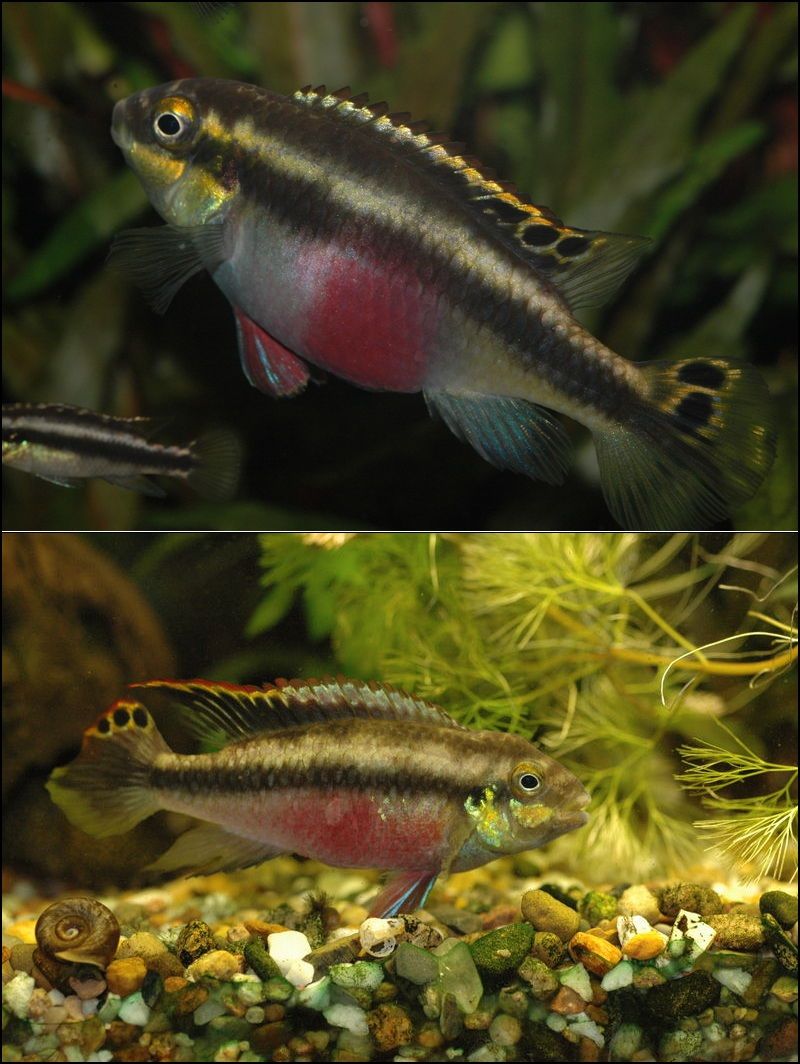 Purpurprachtbarsch
