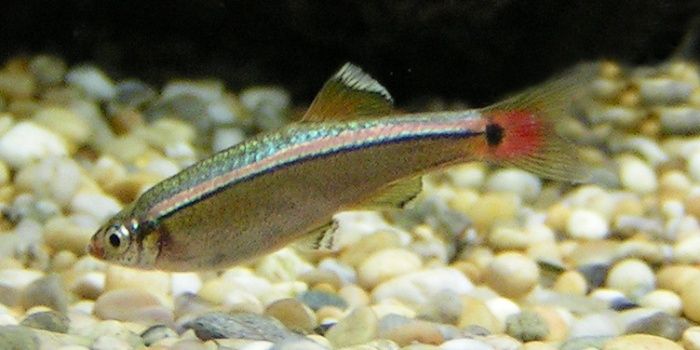 Kardinalfisch