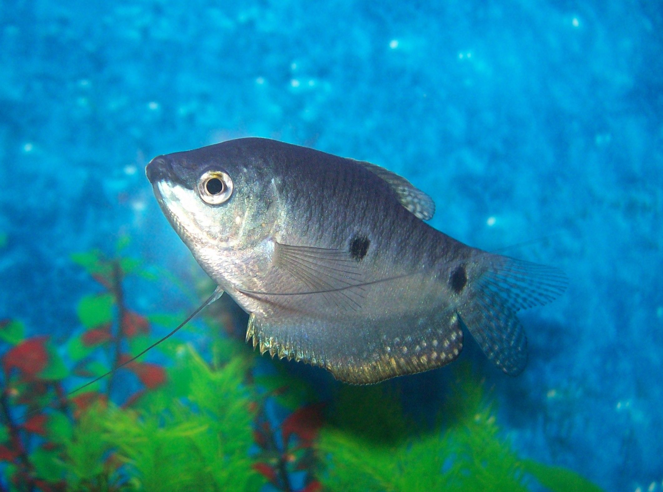 Gepunkteter Fadenfisch