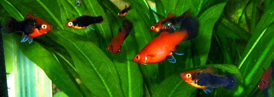 Platy